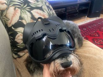 Motorcycle Dog Helmet