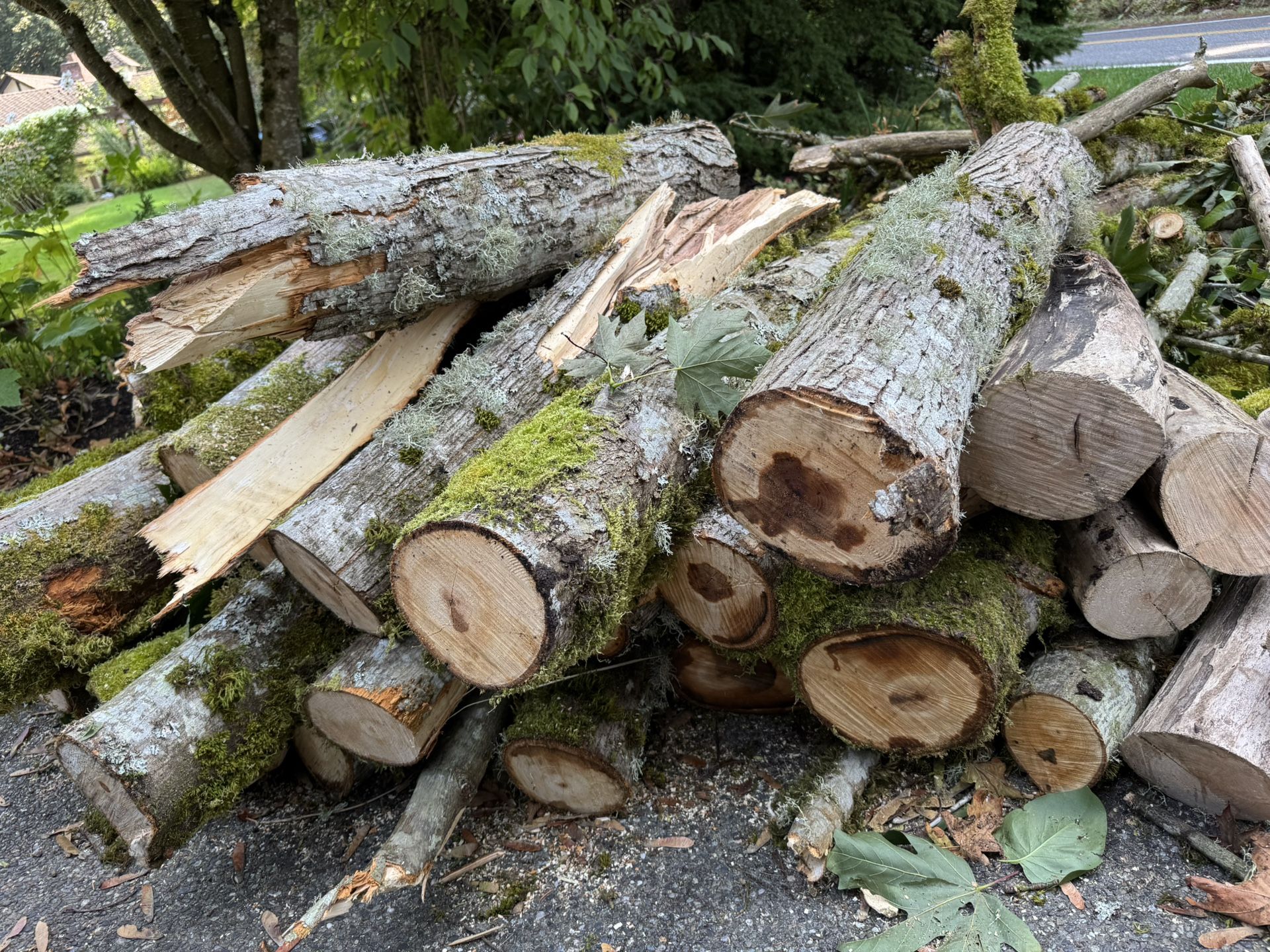 Free Maple Firewood -you load and haul