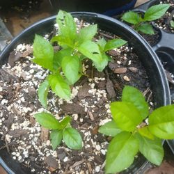 Apple Seedlings 