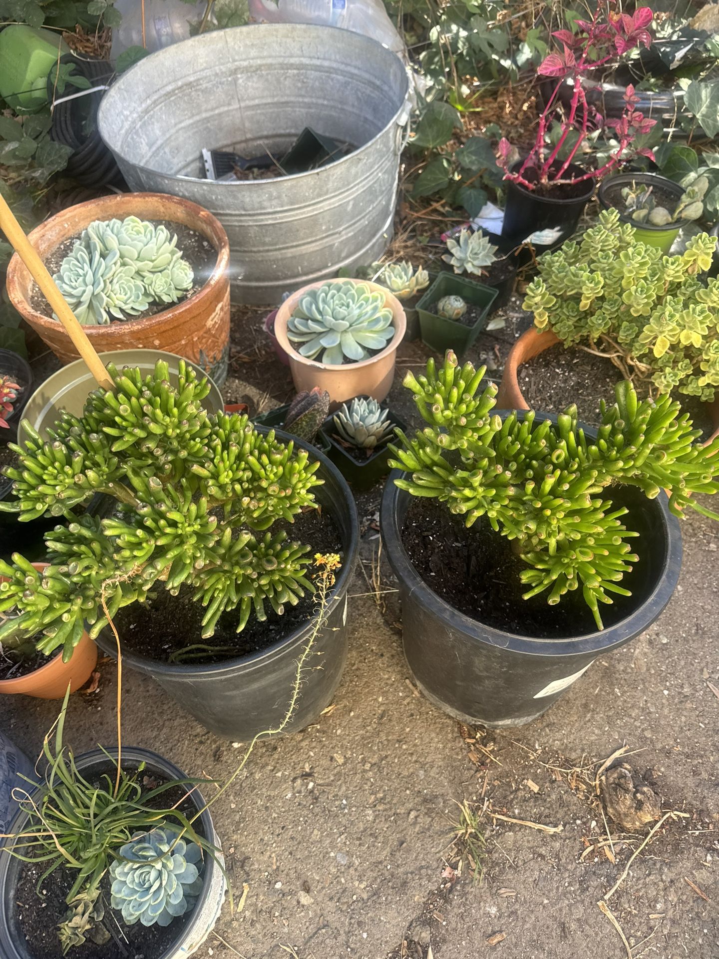 Crassula Ovata “Ogre Ears”