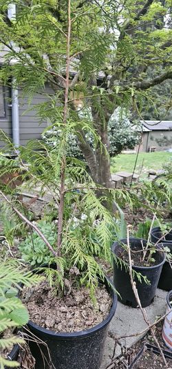 Cedar Trees