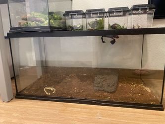 40 gallon terrarium