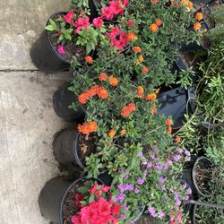 Flowers And Vegetable Plants