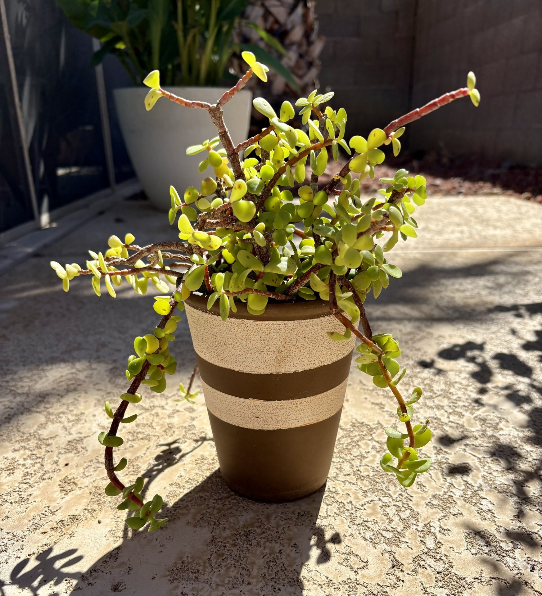 Elephant Food Succulent