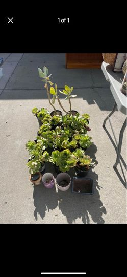 Succulents ~ $5 Each Pot -~ Proceeds Benefit Animal Shelter 