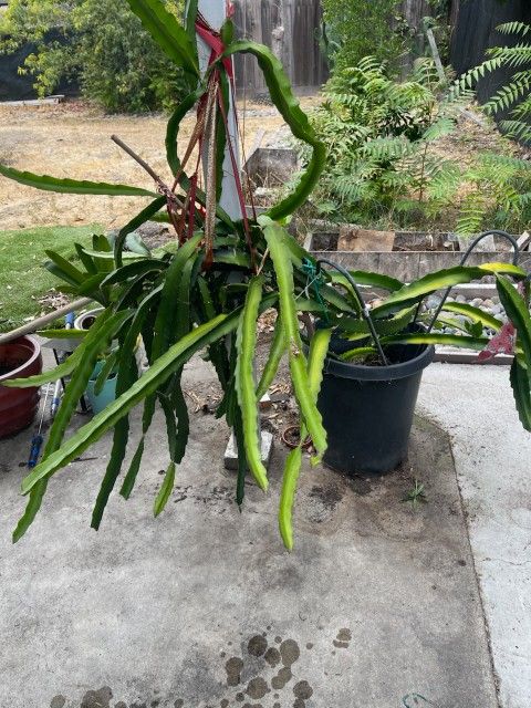 Dragonfruit Red Plant