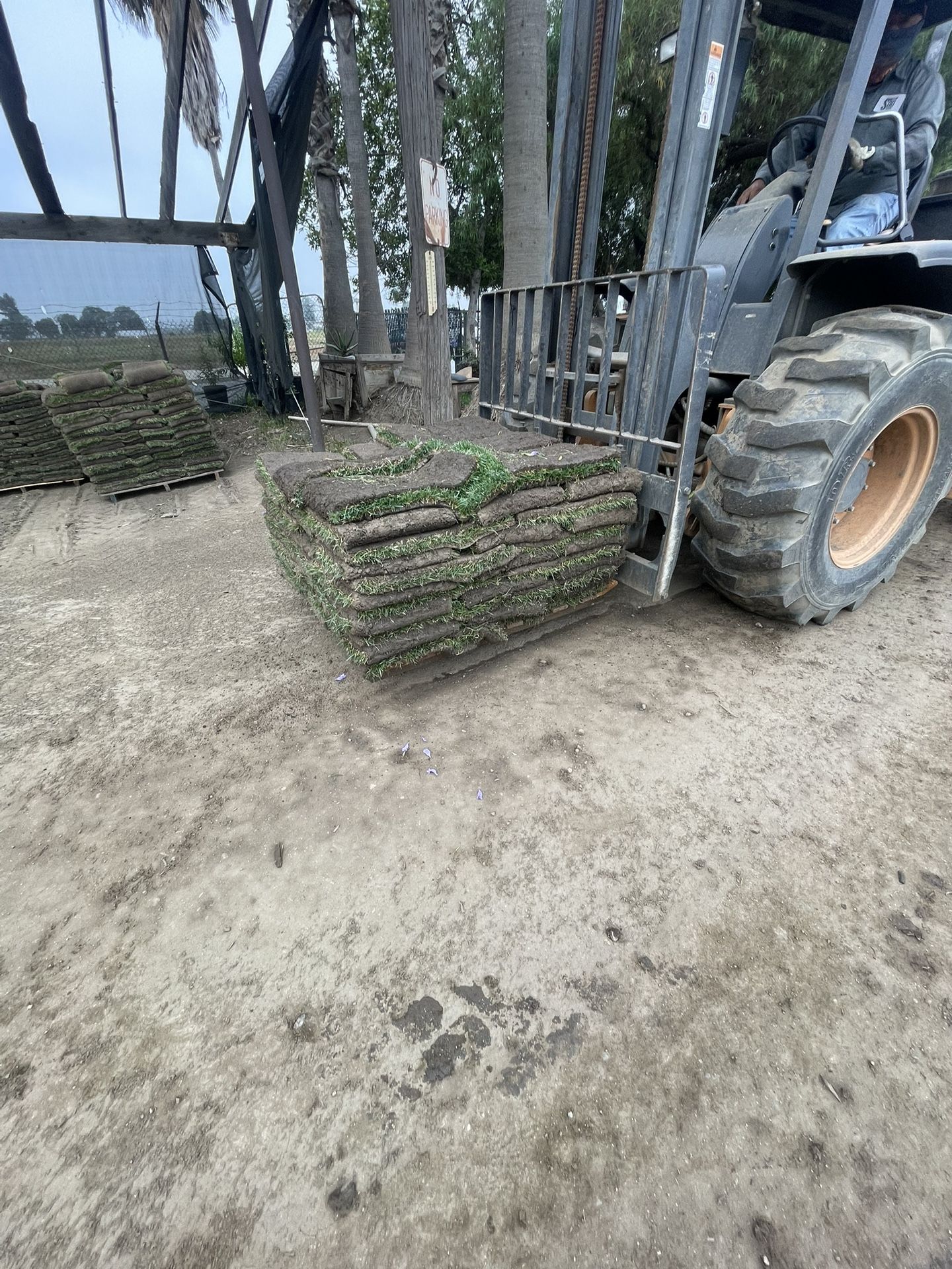 Grass And Sprinkers 