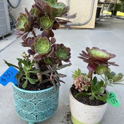 Beautiful Succulents 