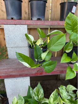Marple Queen & Pearl Jade Pothos