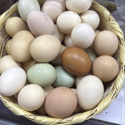 Nuevo huevo de rancho