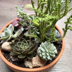 🎁🛍️Beautifully Mixed Succulents House Plants In A  Pot 3.5"x9" With Drainage