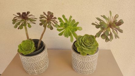 Aeonium succulent plants