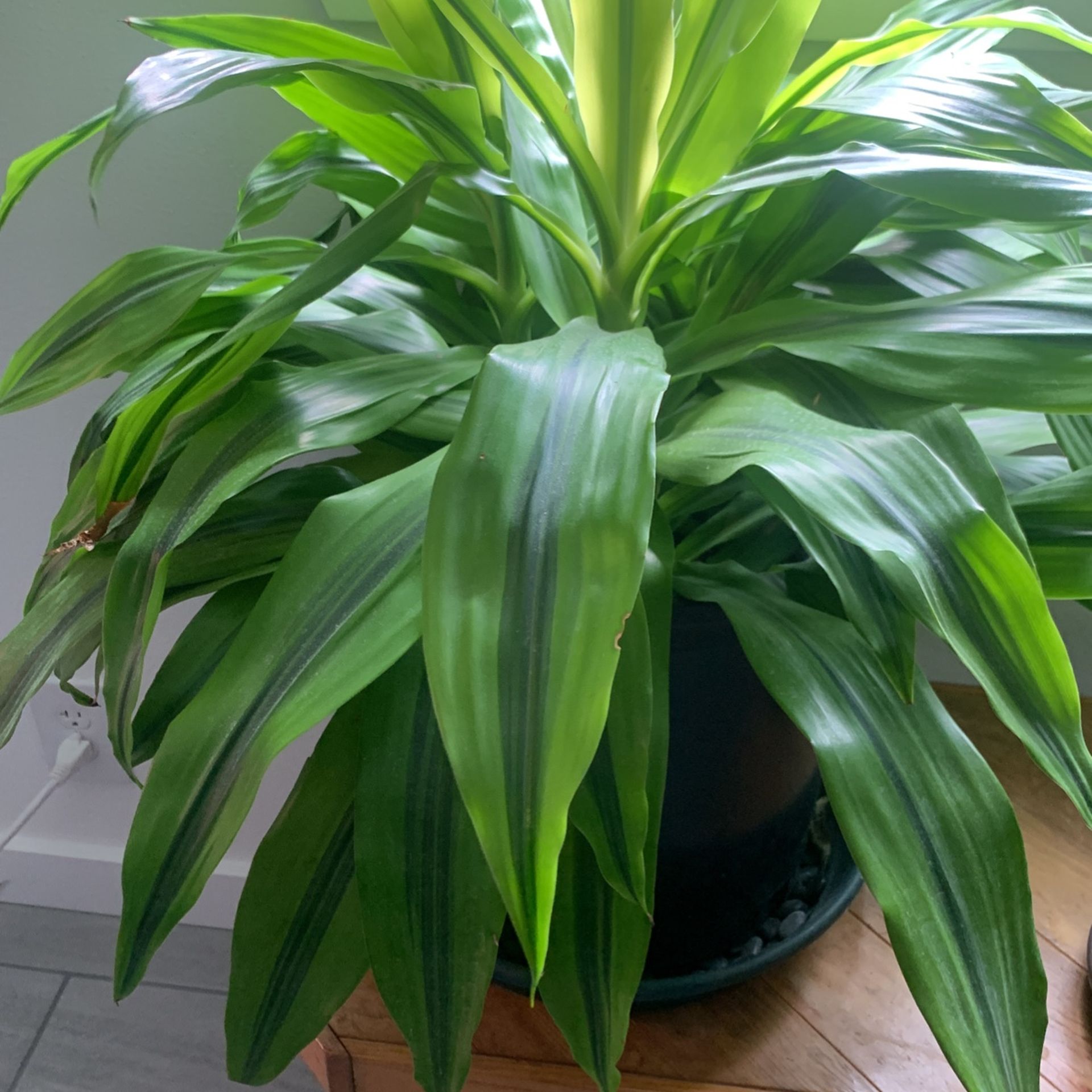 House Plant