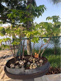 Water jamine bonsai forest
