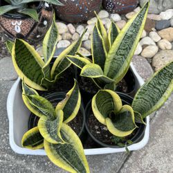 Sansevieria Suburbia Snake Plant In Flower Pot For Sale