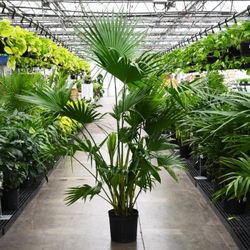6 Foot Chinese Fan Palm Tree Live Plant 
