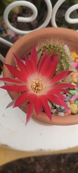 Mine cactus plant.