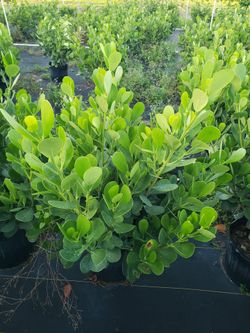 clusias podocarpus  Only  instant privacy  Hedge  for fences