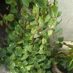 Planta De Enredadera