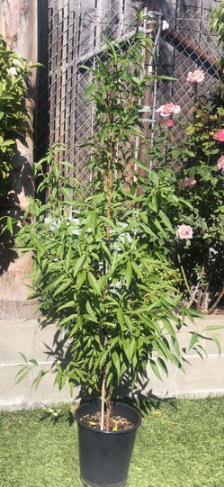 Peach Tree