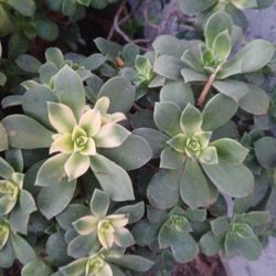 Aeonium Kiwi Succulent Plants