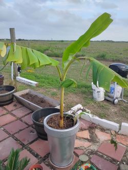 Banana Tree