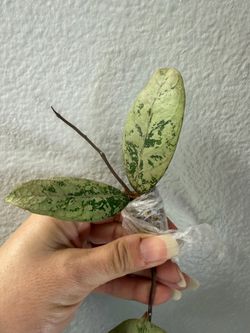 Hoya lorelai cutting