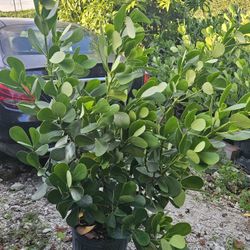 Clusias 4 Feet Tall Instant Privacy Hedge For Fence 