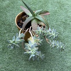 Aloe And Mother Of Pearl 