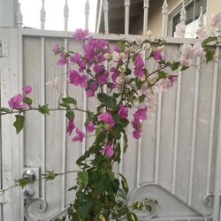 Bougainvillea, Camellina, Veranera With Variegated Leaves  Outdoor Plant, 6 Feet  Tall In 5 Gallons Pot Pick Up Only
