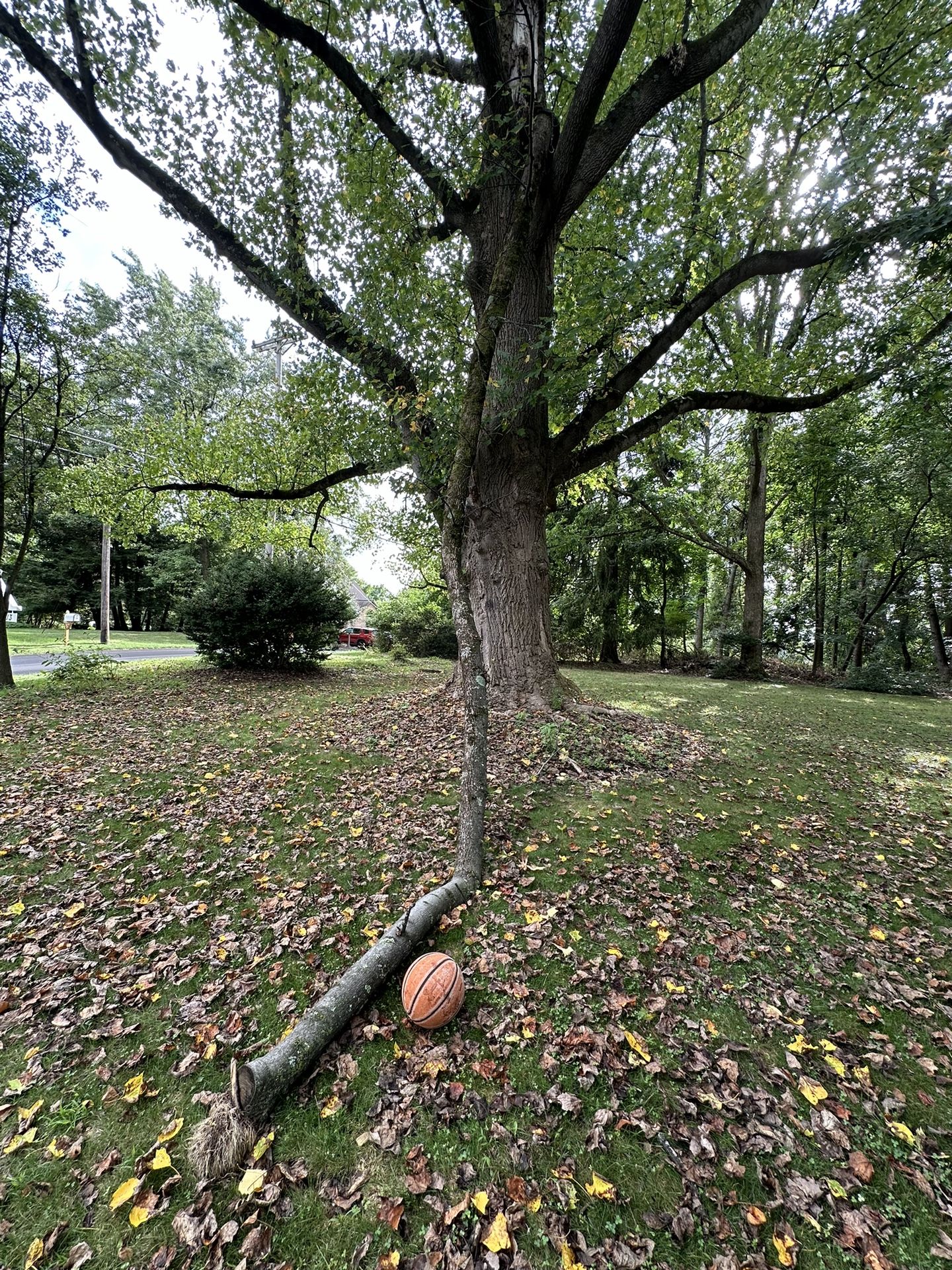 Free Firewood