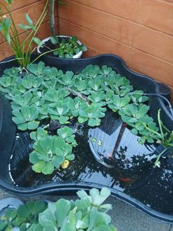 Water lettuce