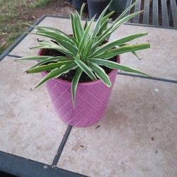 Beautiful Spider Plant $6