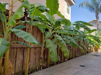 Banana Plants