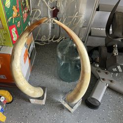 Pair Of Cow Horn 
