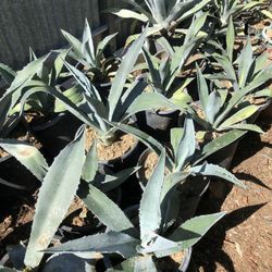Agave Plants