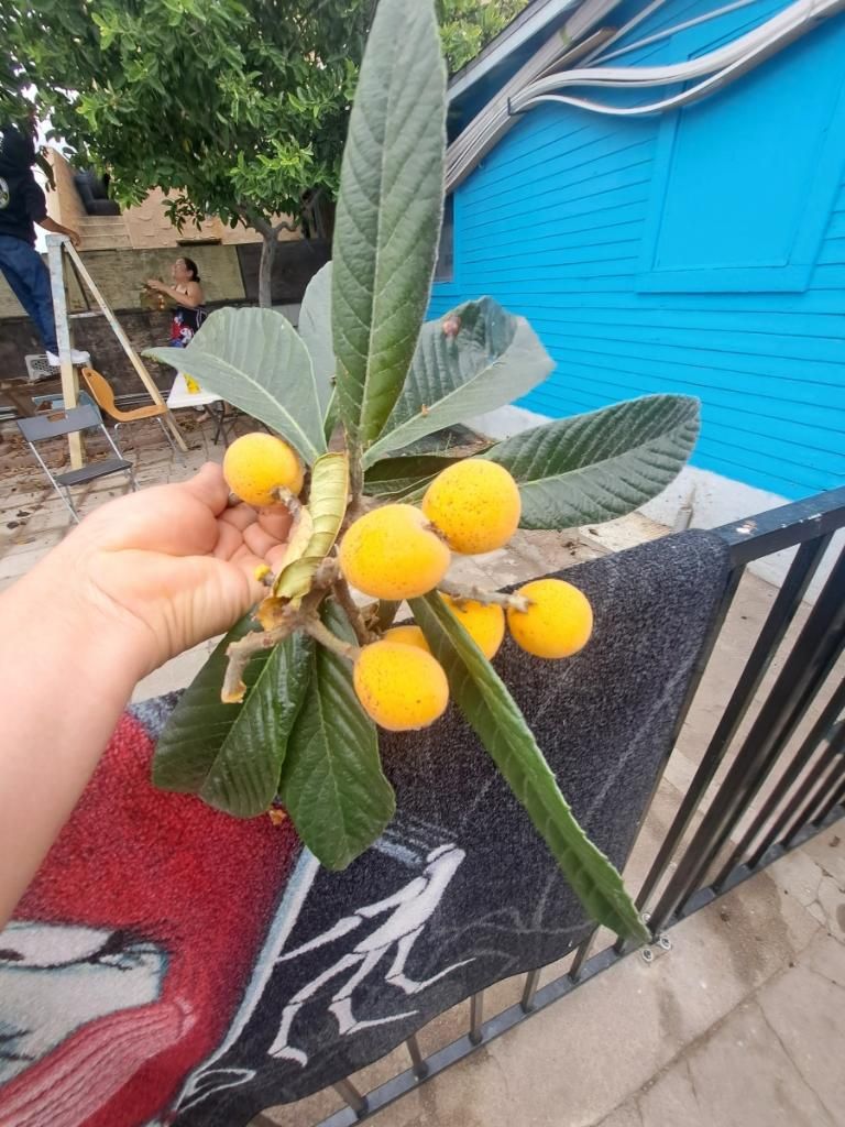 Loquat Trees