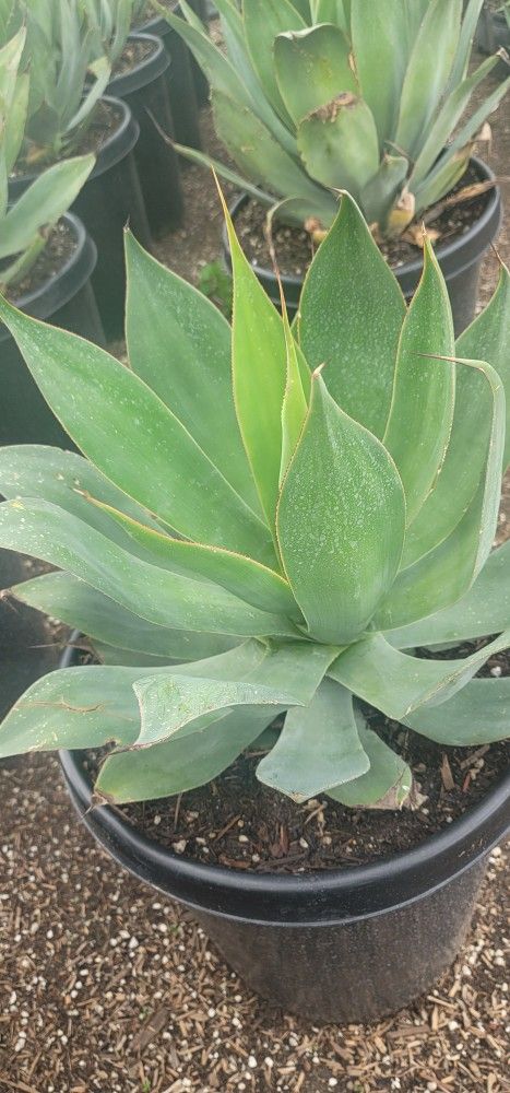 Agave Blue Flame