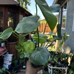 Starter Plant Montsera 