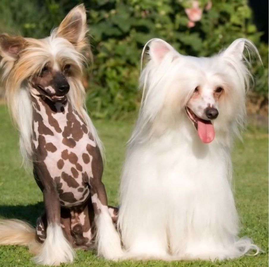 Chinese Crested Puppies/ Cachorros Crestado Chino