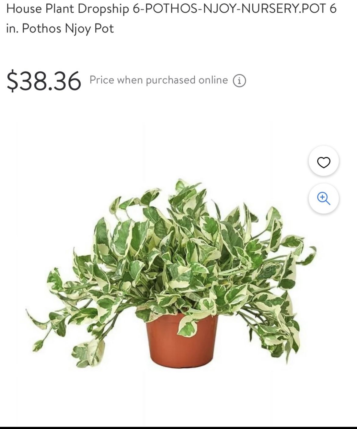 Wondering Jew Or Marble Pothos