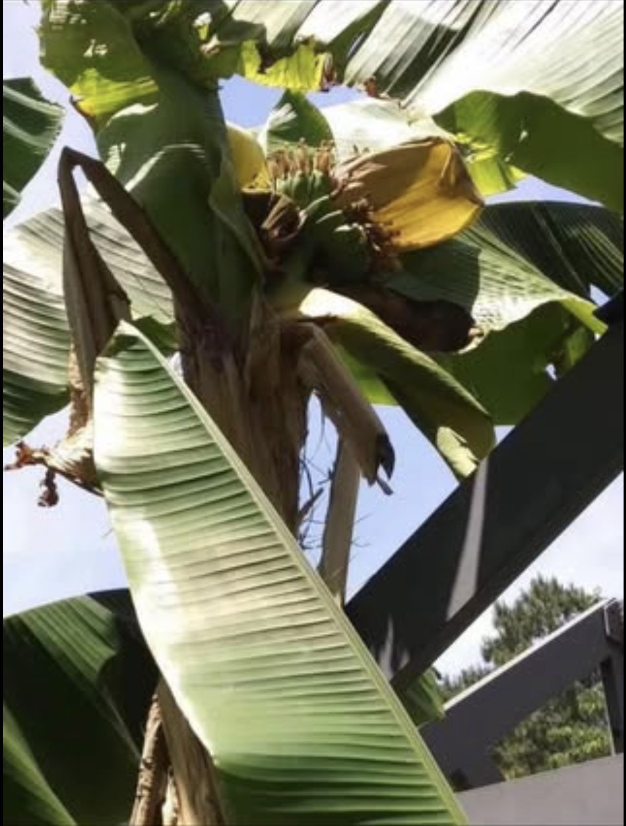 Cold Hardy Banana Tree Plants (pls Read Description Below)