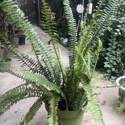HERMOSAS PLANTAS NATURALES “FERN OR HELECHO PLANT 