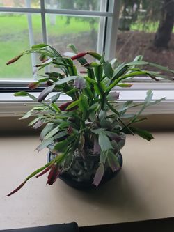 Christmas Cactus Live Plant in Pot