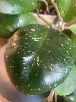 Healthy, Mature Hoya Obovata 'Splash' in Terracotta Pot & Trellis