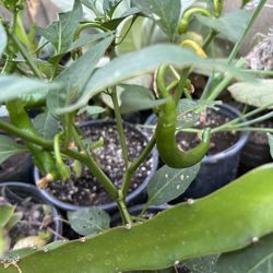 Mata De Chiles