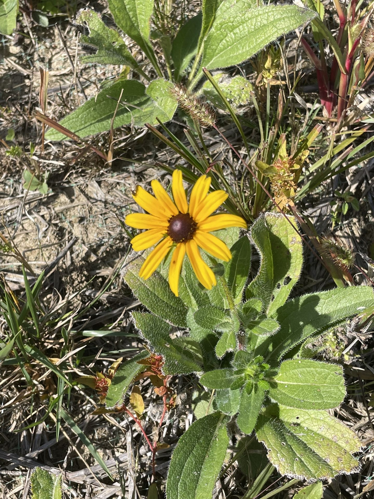 Terra Cotta Tiles. 6x6” / Photo For Attention Only for Sale in Avon, IN