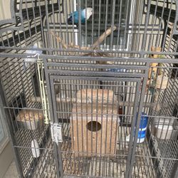 Love Birds For Sale With Cage. 