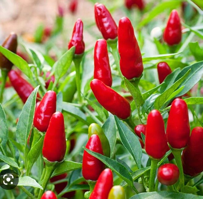 2 Thai Very Hot Red Pepper Seedling Plants Fully Rooted W Fruits
