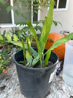 Dragon fruit plant
